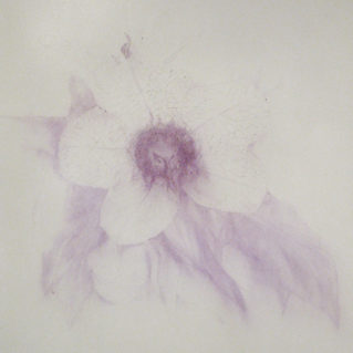 Cristina Treppo, La cura e il veleno, 2010, biro su pvc