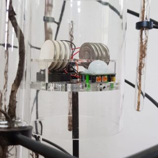 Particolare di Arboris disamara Repetto